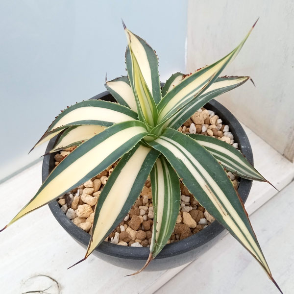 観葉草木/（わけあり特価）アガベ：フィリフェラ 藍光黄中斑（発根済） 3号鉢植え23-01 花・ガーデン・DIY-観葉植物-花・観葉植物