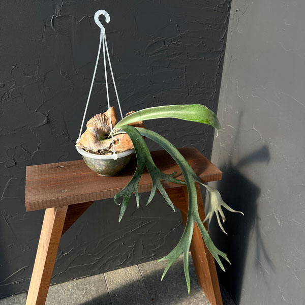 ビカクシダ　ベイチー　観葉植物　7号 園芸ネット本店｜[棚卸セール]ビカクシダ（コウモリラン）：ベイチー 7