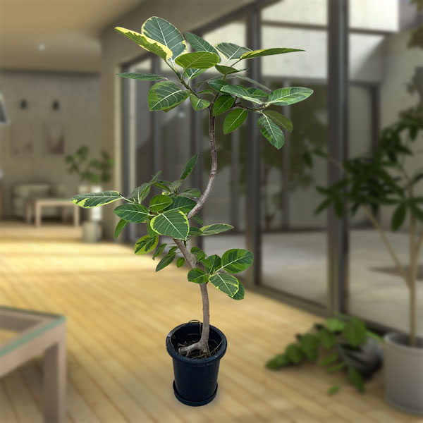 楽天市場】観葉植物/フィカス：アルテシマ（朴曲げ仕立て） 7号