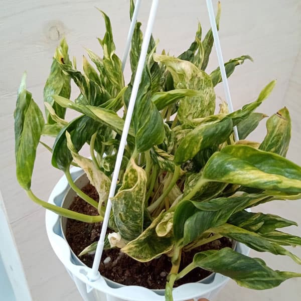 【観葉植物】ポトス　テルノシャングリラ　鉢ごと flower-net_z210519101