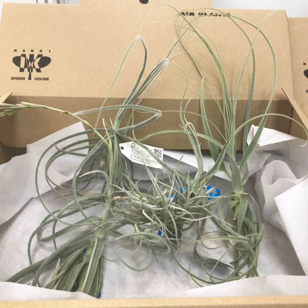 楽天市場】観葉植物：チランジア エアープランツ ドラティ 現品