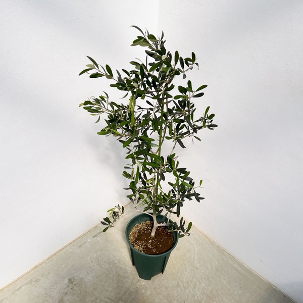 楽天市場】花木 庭木の苗/オリーブ：カロレア 8号鉢植え : 園芸ネット