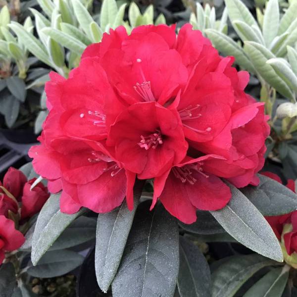 楽天市場】屋久島交配シャクナゲ 京の華（キョウノハナ） 6号鉢植え