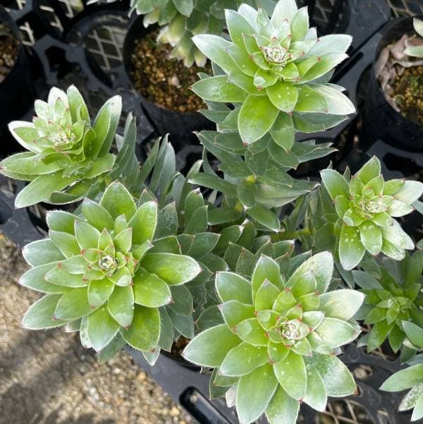 楽天市場】【ケース販売：15入】ミメンテス（クラッカージャック