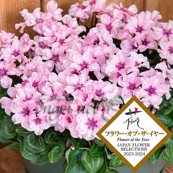 楽天市場】草花の苗/シクラメン：イリュージア ピンクラテ3号ポット