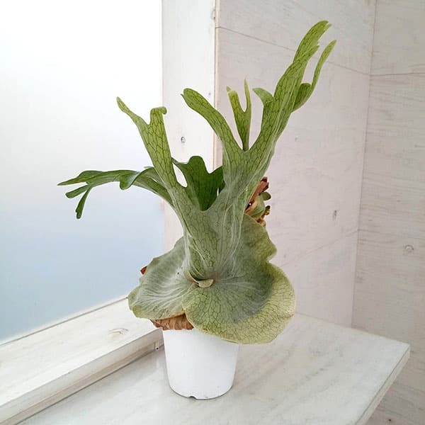 Kaneko　板付 観葉植物 人気の大型品種♫ 〖ビカクシダ・スパーバム〗 ビカクシダ スパーバム 板付 【観葉植物 壁掛け コウモリラン