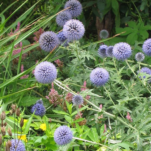 楽天市場】エキノプス ルリタマアザミ ブルー 3号ポット苗 瑠璃玉