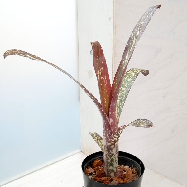 ビルベルギア　ダースベイダー⑤ ビルベルギア ダースベイダー「Billbergia 'Darth vader'」65G-3