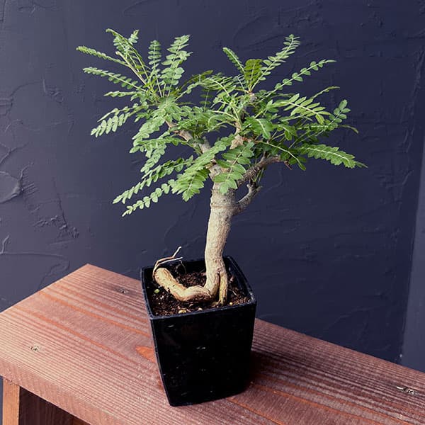 楽天市場】コーデックス：ボスウェリア ネグレクタ*幅25cm 現品 一品