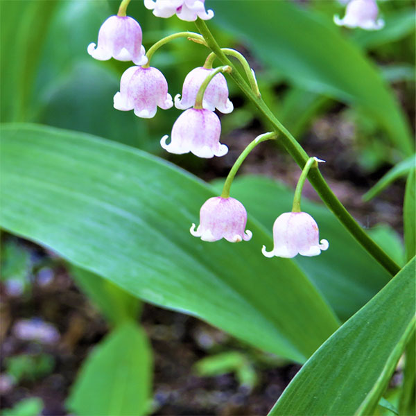 八重すずらん❀ 楽天市場】八重咲きスズラン （すずらんポット植え）ドイツスズラン