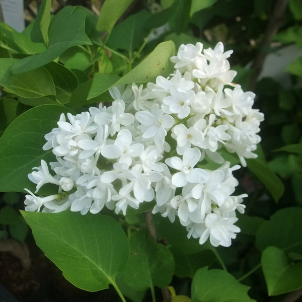 楽天市場】ライラック プレジデントグレビー 接木2年生 1本 : e-フラワー