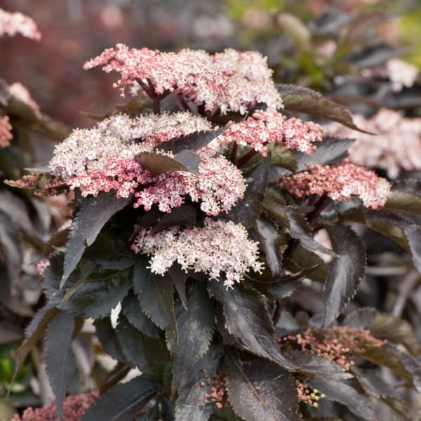 楽天市場】サンブカス ブラックレース 5号 西洋ニワトコ シェード