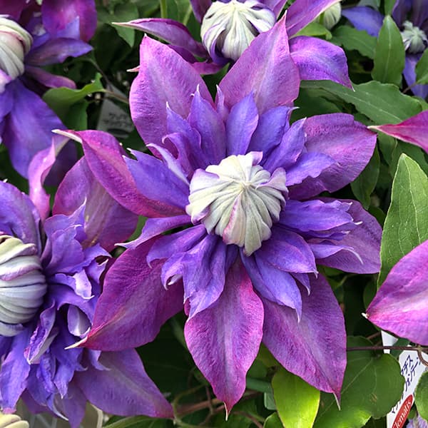楽天市場】クレマチス 豪華な八重咲き♪クレマチス マジック