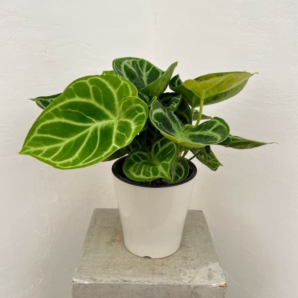 楽天市場】観葉植物/[ザ・ファームセレクト]ヤシ：マニラパーム