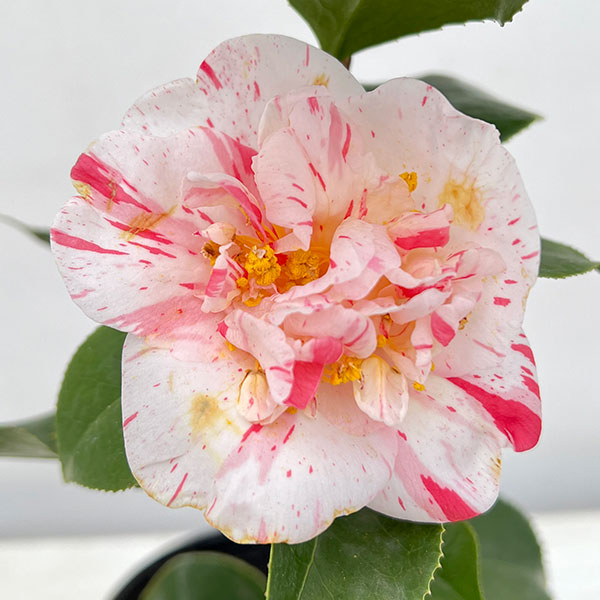 楽天市場】椿（ツバキ） 老松(ロウマツ) 4.5号苗 (g07-2) : 千草園芸