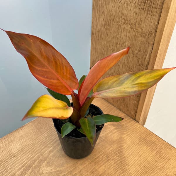 楽天市場】観葉植物/フィロデンドロン：オキシカルジウム ブラジル 3号