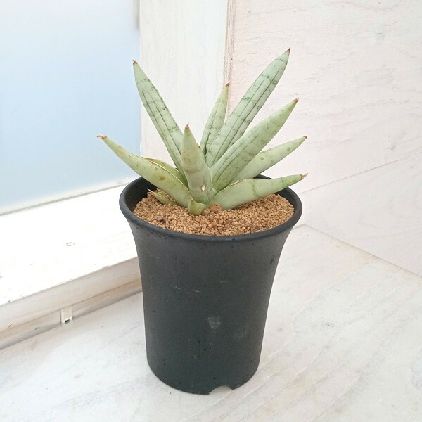 楽天市場】観葉植物/[ザ・ファームセレクト][送料無料