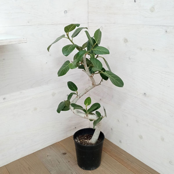 楽天市場】観葉植物 フィカス・ベンガレンシス（曲げ） / 5寸・約W