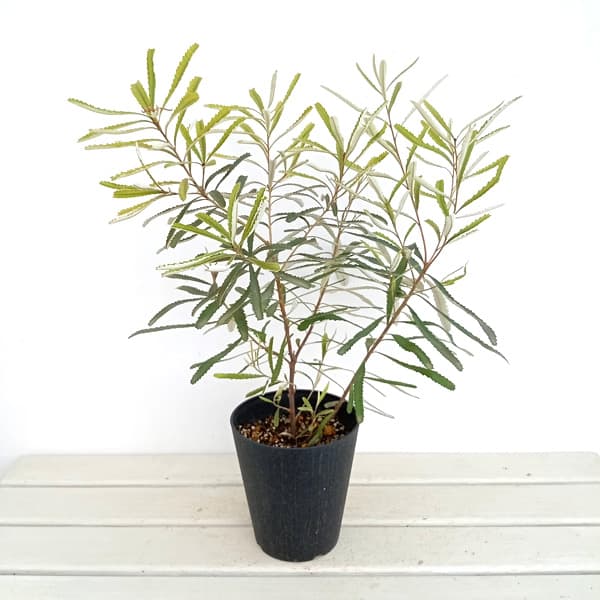 楽天市場】バンクシア・オブロンギフォリア 5号ポット苗 : 苗木