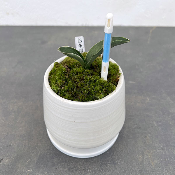 万年青　オモト　お多福の図　4号陶器鉢つき　⑦ 223822.jpg