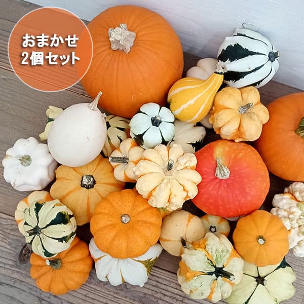ハロウィン用　ミニカボチャ(プッチーニ)#1 88個 ハロウィン用 ミニカボチャ(プッチーニ)#1 88個