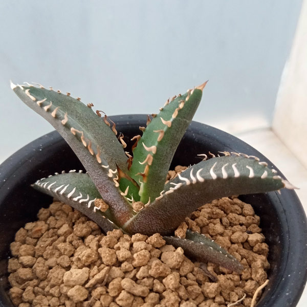 楽天市場】観葉植物・多肉植物 アガベ・ベネズエラ / 8寸・W70cm×H70cm