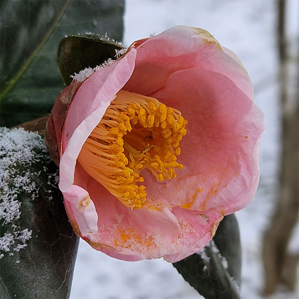 楽天市場】【現品販売：P076】椿 西王母（セイオウボ） 9号フレグラー