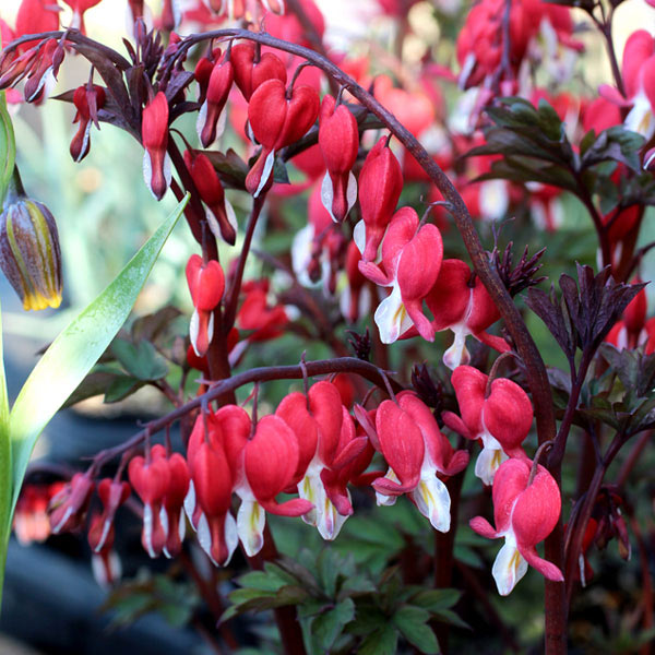 楽天市場】山野草の苗/ヤマシャクヤク（山芍薬） ：紅剣（紅花）5号