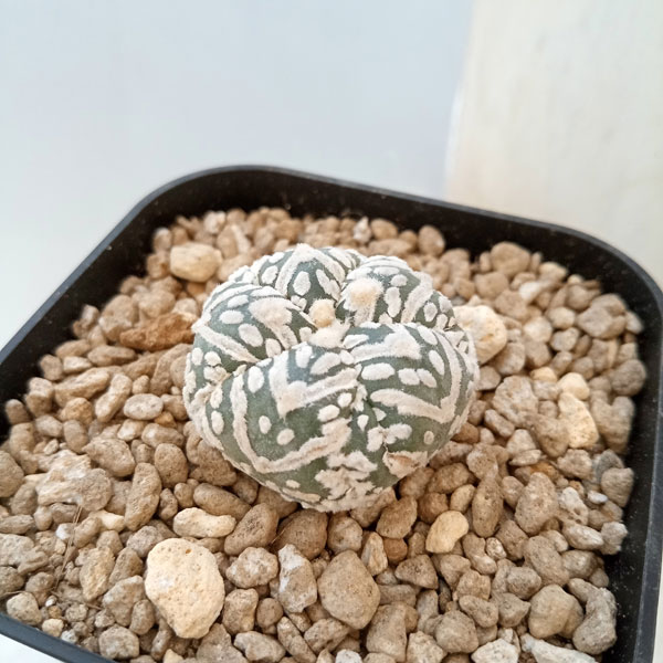 観葉植物/アストロフィツム：兜丸 Vタイプ 6cmスクエア鉢23-16｜園芸ネット プラス
