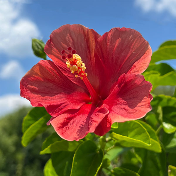 楽天市場】ハイビスカス鉢植え サマーブリーズ フレミングウィンド