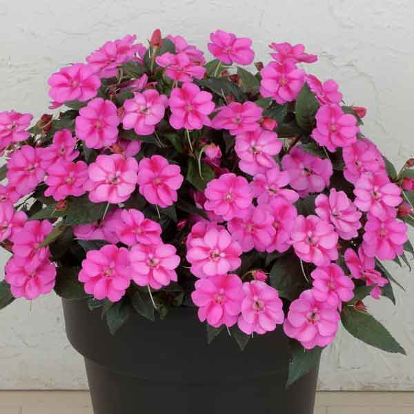 顕花植物の苗/[貨物輸送無料]サンパチェンス(R)：パープルキャンディー3.5号ポット苗 20株仕掛ける