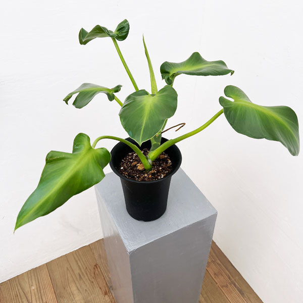 ☆バオバブ☆ザー　バリエガータ☆6号鉢☆超希少☆ ザ・ファームセレクト]バオバブ：アダンソニア ザー