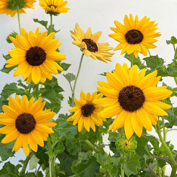 楽天市場】苗 花苗 夏苗 ヒマワリ シルバーサンシャイン 1鉢 3
