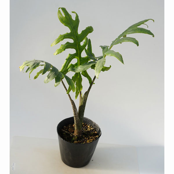 t*o様 アロカシア　シンポ　バリエガータ 楽天市場】観葉植物/（わけあり特価）アロカシア：オドラ