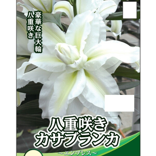 楽天市場】秋植え球根〜春植え球根 百合 カサブランカ白 1球入り