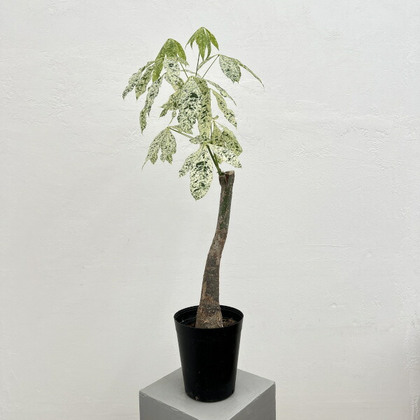 パキラ ミルキーウェイ 4 楽天市場】観葉植物/[ザ・ファームセレクト]パキラ：ミルキーウェイ 6