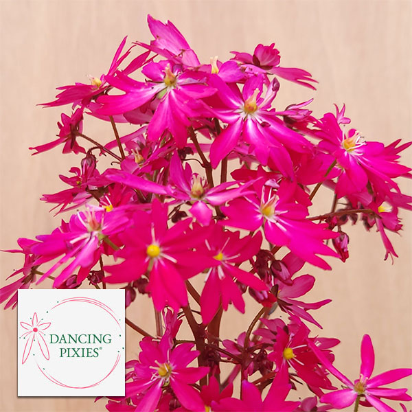 ディクソニア　アンタルクティカ　　引取限定　2 楽天市場】ディクソニア アンタルクティカ 4号ポット苗 : 苗木部