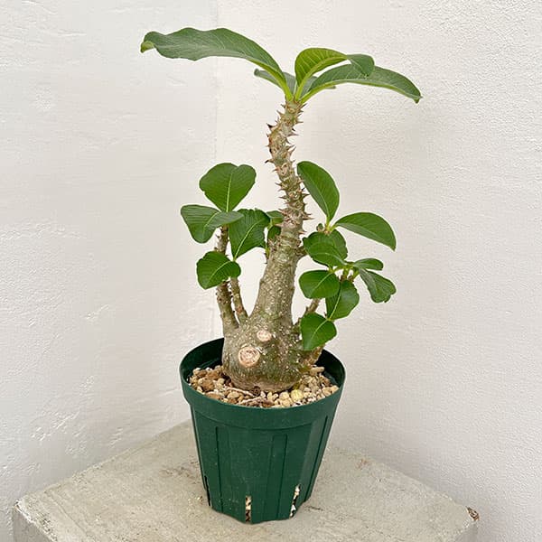 パキポディウム マカイエンセ 現地球 特大株 塊根植物 ビザールプランツ 楽天市場】観葉植物/[ザ・ファームセレクト][送料無料