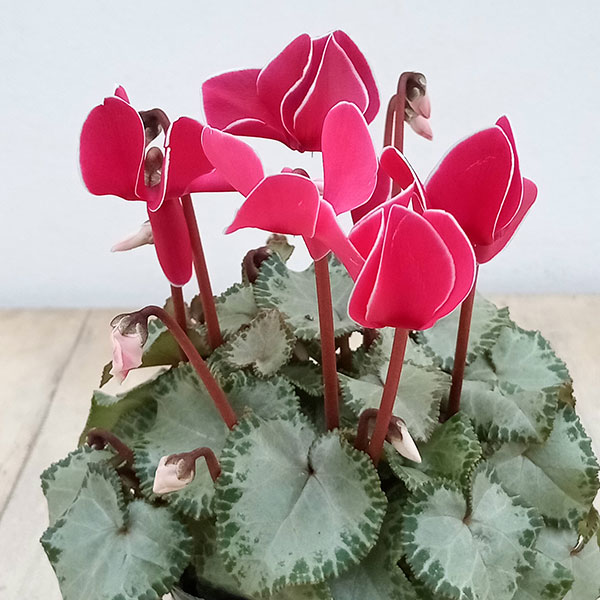 楽天市場】草花の苗/シクラメン：フェアリーピコ・ホワイト3号ポット