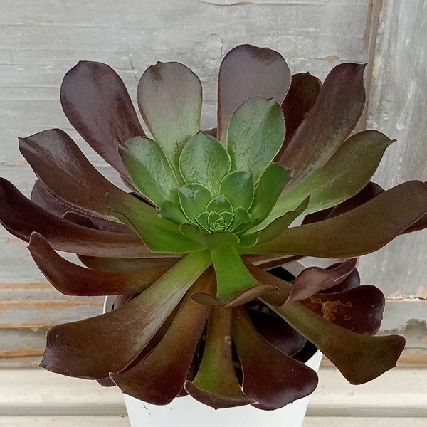 楽天市場】観葉植物：アエオニウム アンナ錦*5号 アンナニシキ : 遊恵