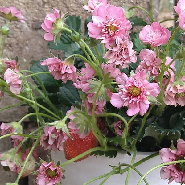 楽天市場】野菜の苗/イチゴ：キューピットドロップ3号ポット 3株