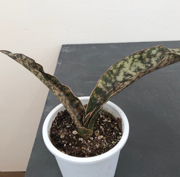 楽天市場】希少 サンスベリア キルキー コパートン 2.5号ポット 銅葉が