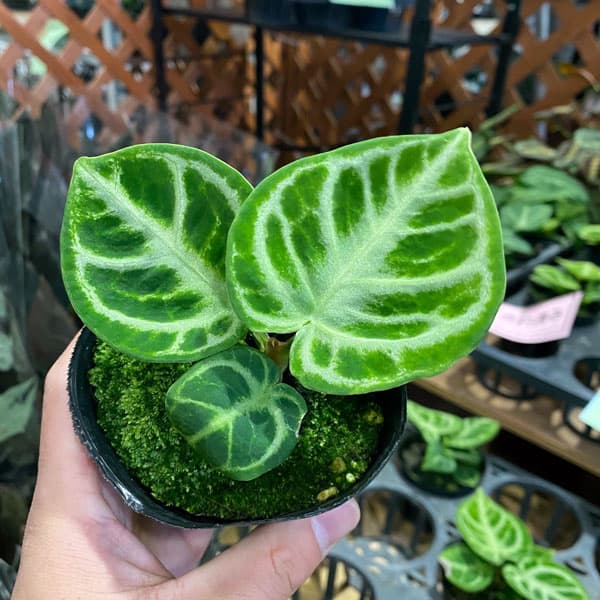 楽天市場】観葉植物 アンスリウム ドラヤキ×シルバーブラッシュ