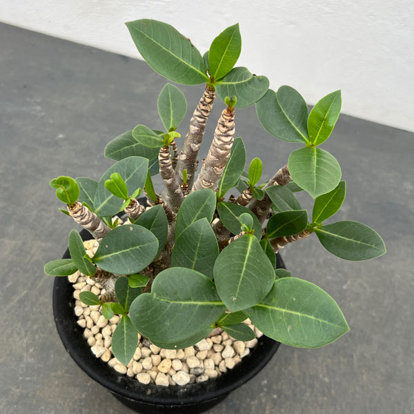 楽天市場】コーデックス アデニウム アラビカム 太幹タコ足 5号鉢