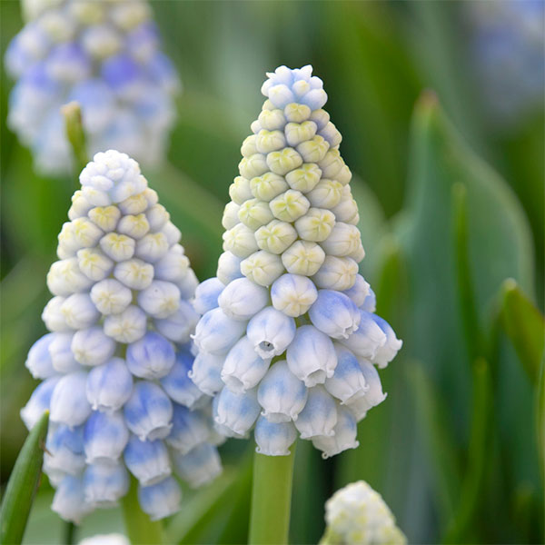 ムスカリ球根　アズレウム①　５球根＋ピンク&ホワイト 楽天市場】ムスカリ アズレウム 球根 5球入り : 千草園芸