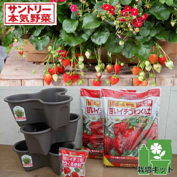 いちご苗３寸６０個セット いちご苗 濃姫 3寸60個セット ポットのまま発送 イチゴ苗