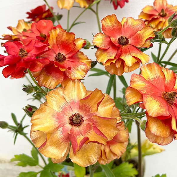 楽天市場】ラナンキュラス ランドセル 苗 サラセレネ フォティノース