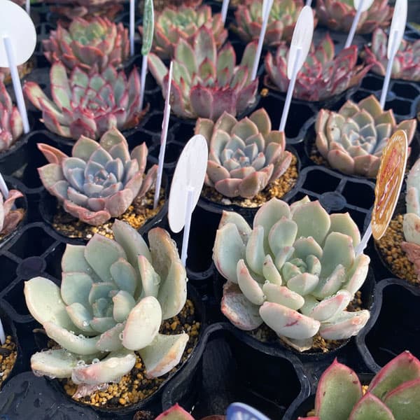 観葉植物/[送料無料]エケベリアセット 2号ポット 24株セット｜園芸ネット プラス