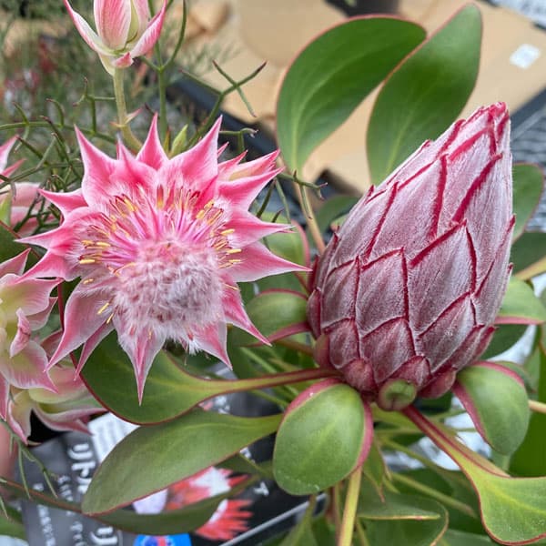 楽天市場】【送料無料】プロテア スペシャルピンクアイス 花木苗 7号鉢