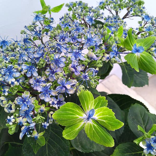 楽天市場】紫陽花ウズアジサイお多福 別名 オタフク紫陽花ともいいます